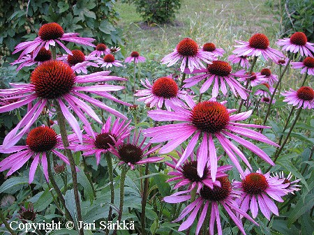  Echinacea purpurea 